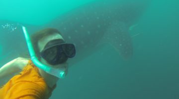 Half day Whaleshark interaction